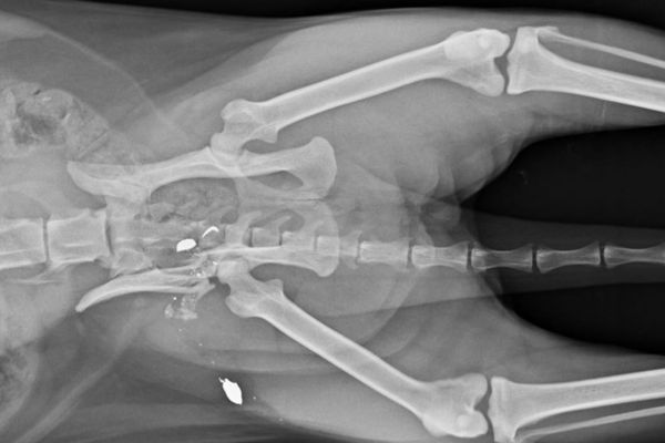 , Cruauté animale : une chatte de six ans, Felindra, blessée par balle à Montpellier